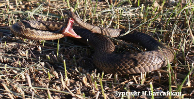 Эгэл загалмайт могой 